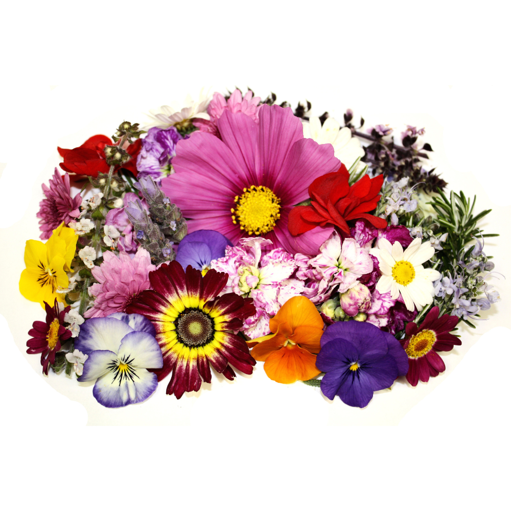 Wholesale Koppert Cress Case Premium Edible Flowers- Bulk