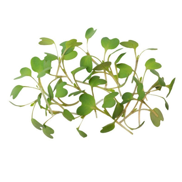 Wholesale Koppert Cress Case Micro Wasabi- Bulk