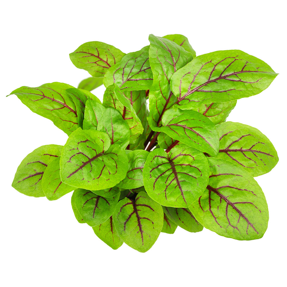 Wholesale Lakeville Case Red Veined Sorrel- Bulk