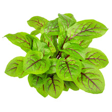 Wholesale Lakeville Case Red Veined Sorrel- Bulk