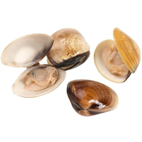 Wholesale Panapesca Each Petitneck Clams- Bulk