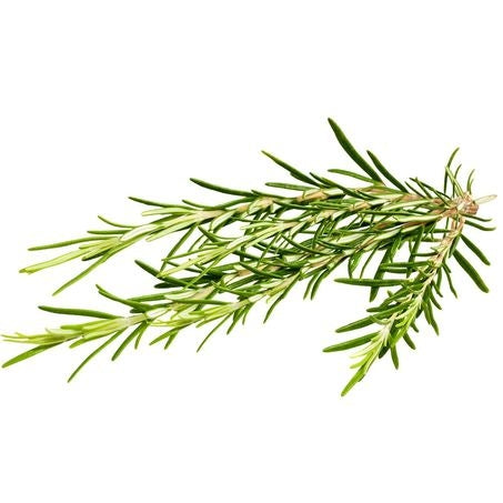 Wholesale Produce Exp Case Rosemary- Bulk