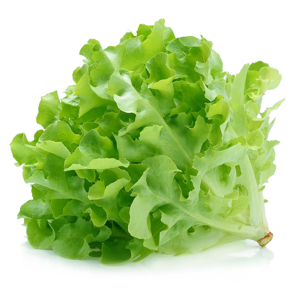 Wholesale BoxNCase Case Baby Oak Green Lettuce- Bulk
