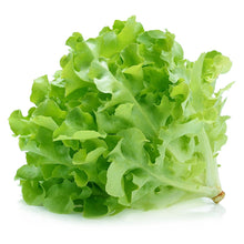 Wholesale BoxNCase Case Baby Oak Green Lettuce- Bulk