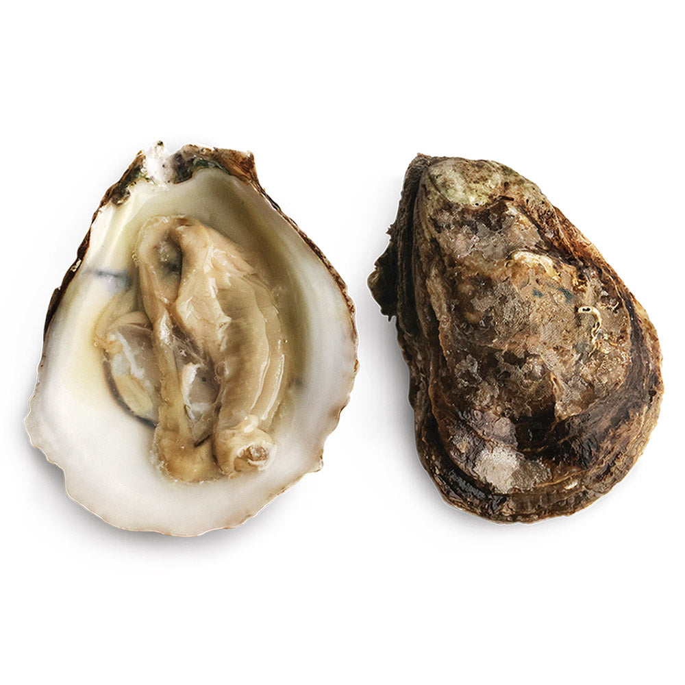 Wholesale Ct Farmed Each Blue Point Oysters- Bulk
