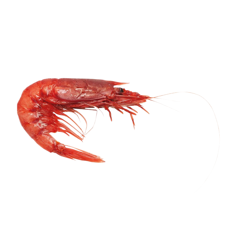 Wholesale Gambero Rosso Each Extra Large Head On Red Prawns- Bulk