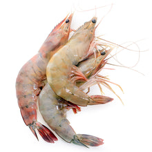 Wholesale Indigo Brown Ecuadorian Shrimp Shell On 21/25 | 50 lb- Bulk