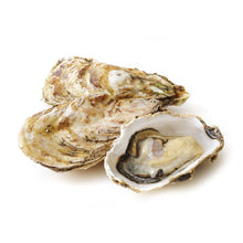 Wholesale Farmed Virginia Blackberry Oyster | 100 ct- Bulk