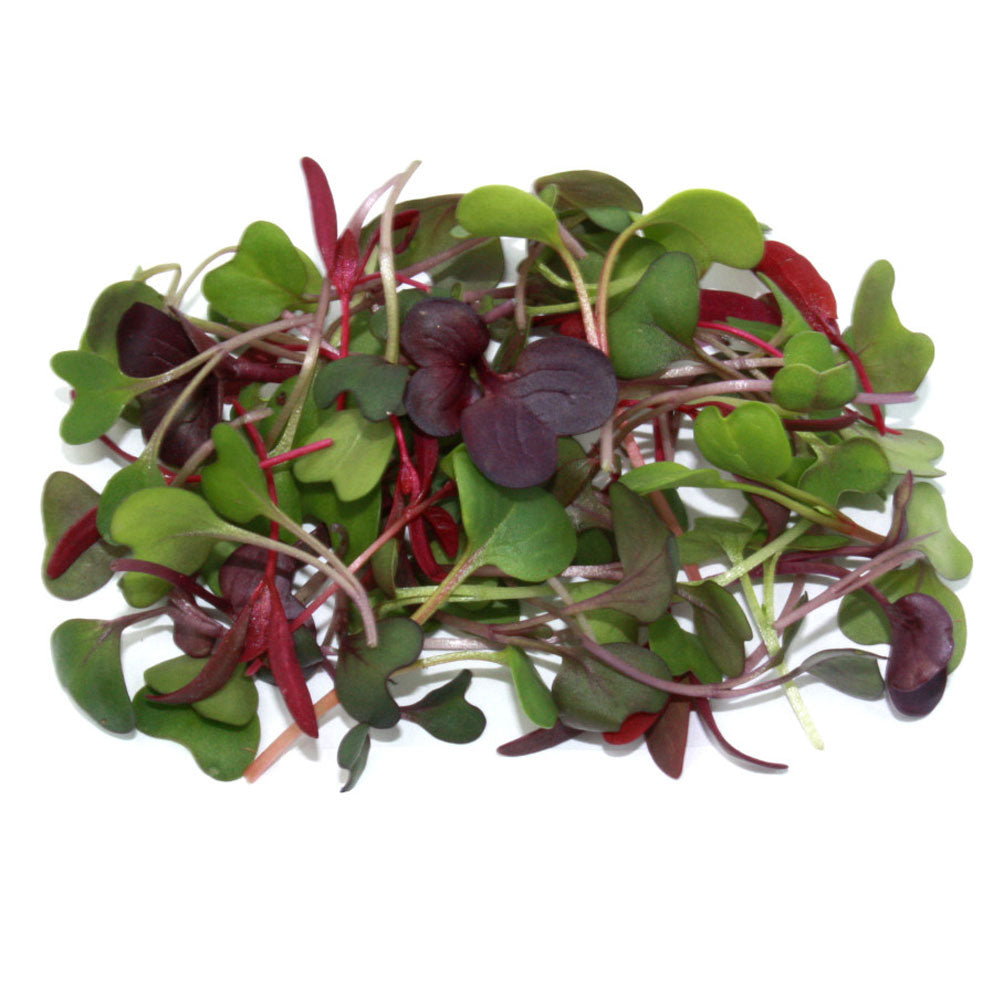 Wholesale Koppert Cress Case Micro Rainbow Mix- Bulk