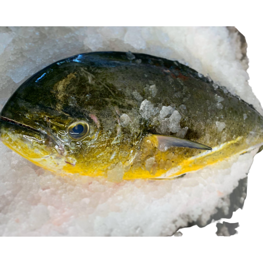 Wholesale Haskell'S Case Mahi Mahi Fillet- Bulk