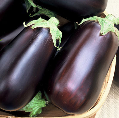 Wholesale BoxNCase Case Italian Eggplant- Bulk