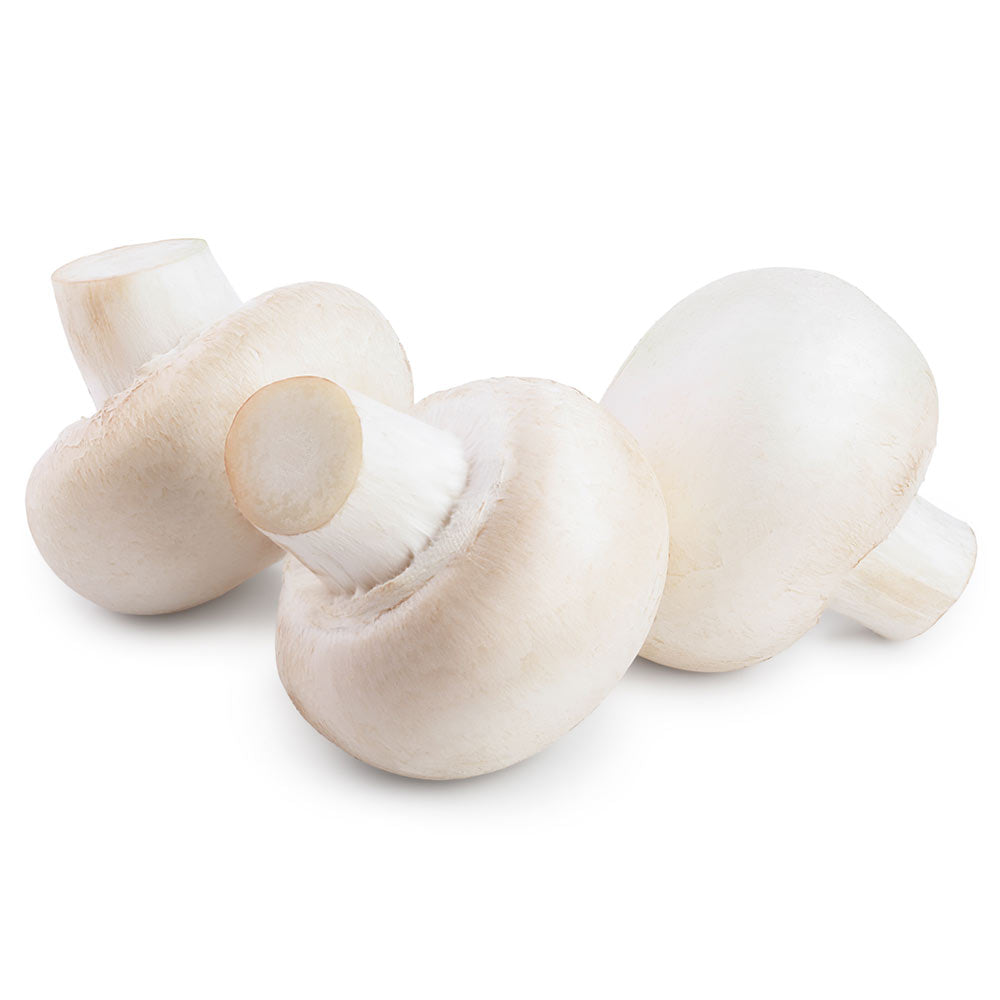 Wholesale Phillips Case Large Mushroom- Bulk