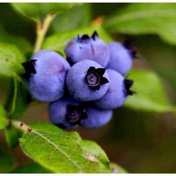 Wholesale Honor Foods Wild Blueberries 10lb- Bulk