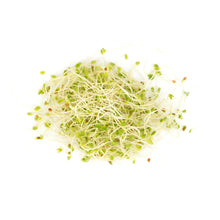 Wholesale Clover Sprout | 6 ct- Bulk