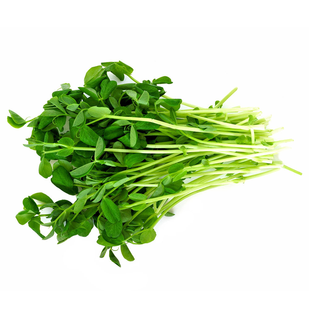 Wholesale BoxNCase Case Pea Shoots- Bulk