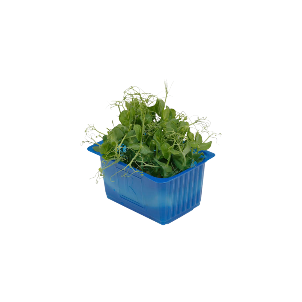 Wholesale Koppert Cress Case Affilla Cress- Bulk