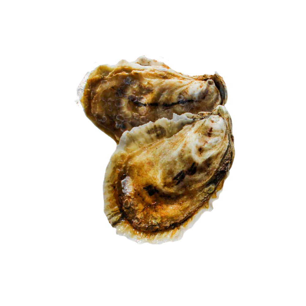 Wholesale Ma Case Beach Plum Oysters- Bulk