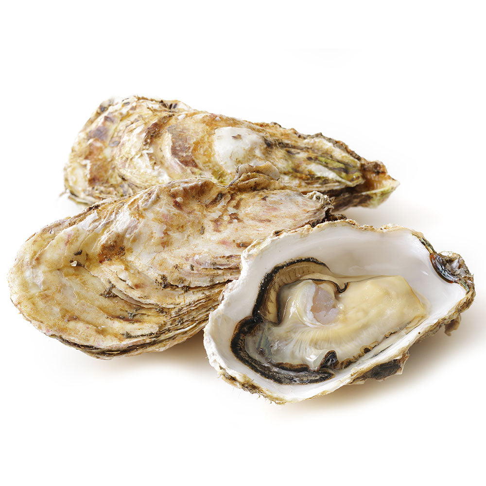Wholesale Barnstable West Coast Salt Nugget Oysters | 100 ct- Bulk