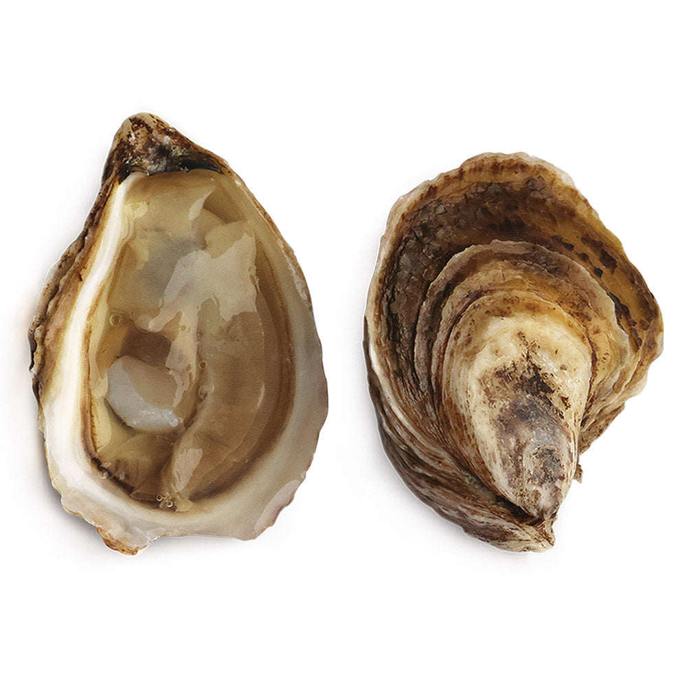 Wholesale Virginia Blackberry Oyster | 50 ct- Bulk