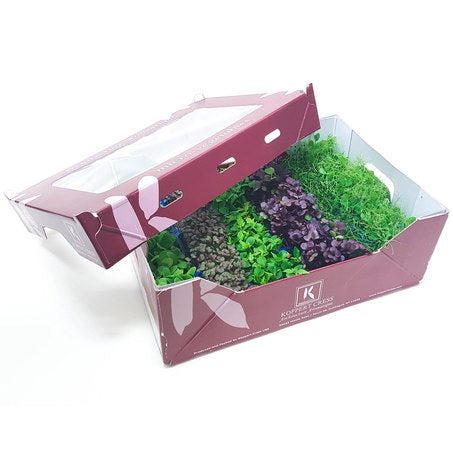 Wholesale Koppert Cress Case Sakura Mix- Bulk