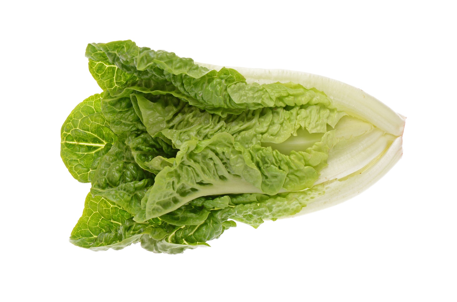 Wholesale Romaine Heart Petite- Bulk