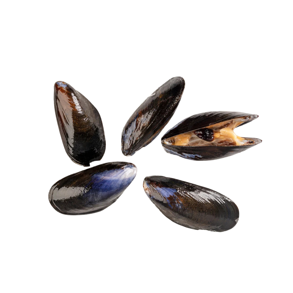 Wholesale BoxNCase Mussel Wild Jumbo Maine | 10 lb- Bulk