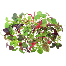 Wholesale Koppert Cress Case Micro Intensity Mix- Bulk