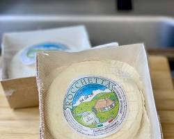Wholesale Langa Rocchetta (Cups)- Bulk