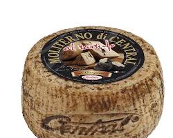 Wholesale Black Truffle Moliterno Sheep- Bulk
