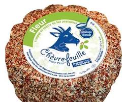 Wholesale Chevrefeu Fleur Du Soleil 2.5K- Bulk