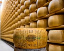 Wholesale Guffanti Parmigiano Reggiano 5 Year 80 LB- Bulk