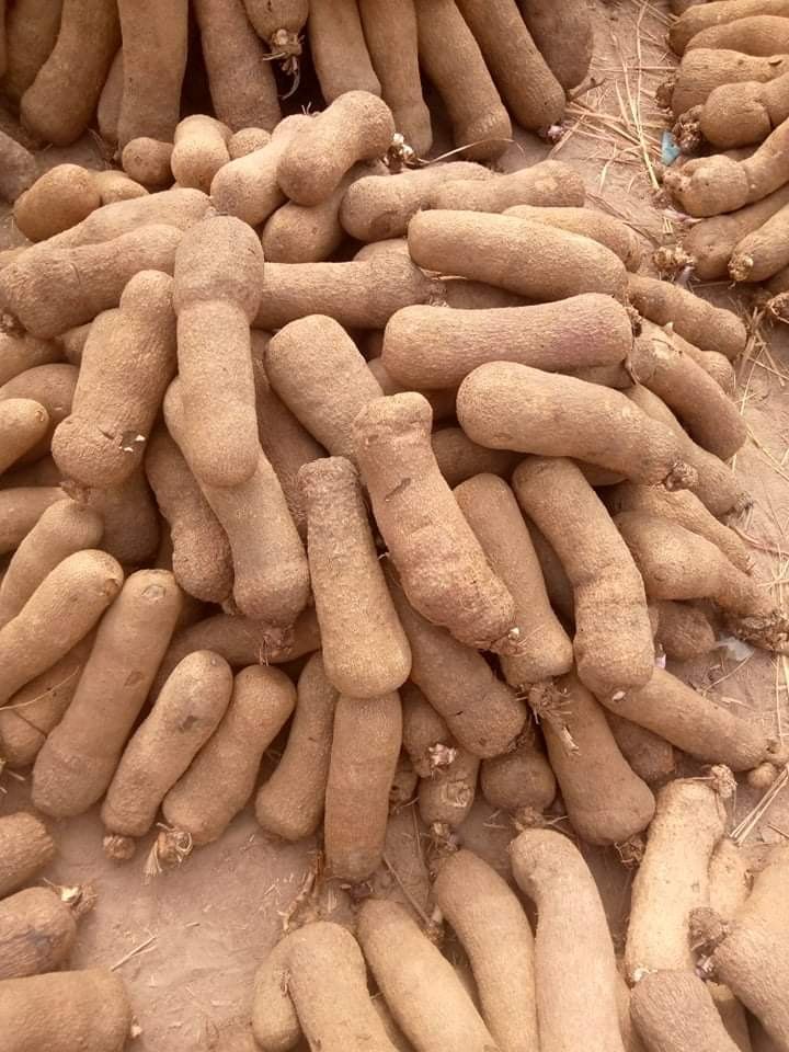 Wholesale Dix Farms White Yams- Bulk