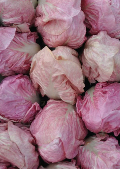 Wholesale Dix Farms Fresh Radicchio Rosa De Vineto- Bulk