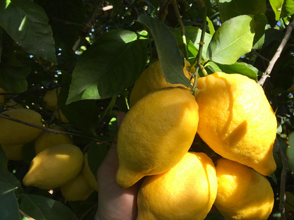 Wholesale Authentic Sorrento Lemons from Italy – Flown Fresh from the Amalfi Coast 16-18 CT | BoxNCase- Bulk