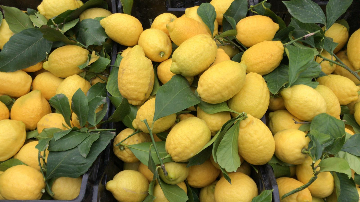 Wholesale Authentic Sorrento Lemons from Italy – Flown Fresh from the Amalfi Coast 16-18 CT | BoxNCase- Bulk