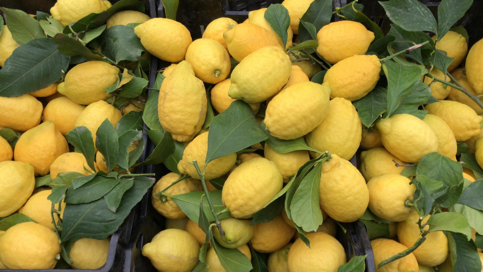 Wholesale Authentic Sorrento Lemons from Italy – Flown Fresh from the Amalfi Coast 16-18 CT | BoxNCase- Bulk