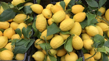 Wholesale Authentic Sorrento Lemons from Italy – Flown Fresh from the Amalfi Coast 16-18 CT | BoxNCase- Bulk