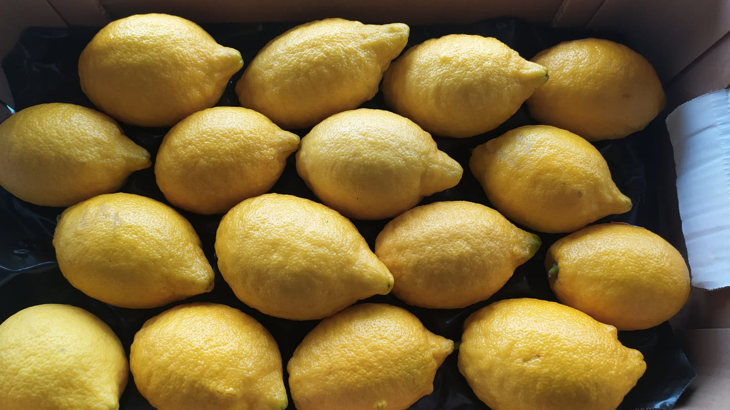 Wholesale Authentic Sorrento Lemons from Italy – Flown Fresh from the Amalfi Coast 16-18 CT | BoxNCase- Bulk
