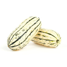 Wholesale BoxNCase Case Delicata Squash- Bulk