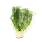 Wholesale Dix Farms Anise Fennel- Bulk