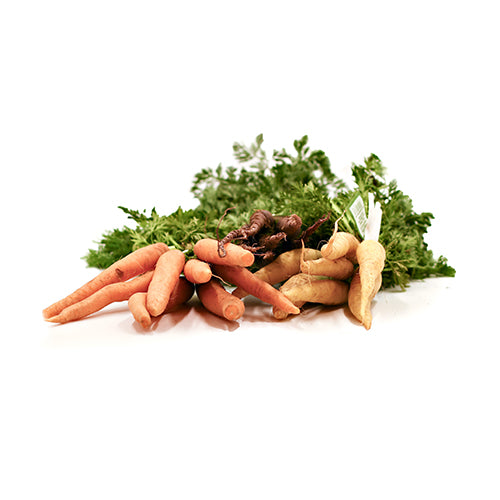 Wholesale Dix Farms Rainbow Bunched Baby Carrots- Bulk
