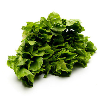 Wholesale Dix Farms Escarole Greens- Bulk