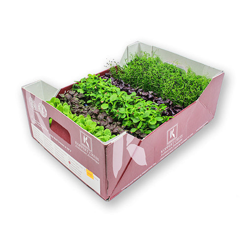 Wholesale Flavour Fields Sakura Mix Living Greens- Bulk