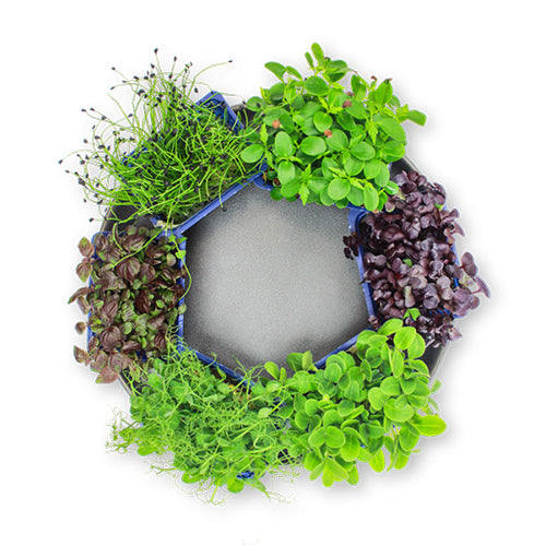 Wholesale Flavour Fields Sakura Mix Living Greens- Bulk