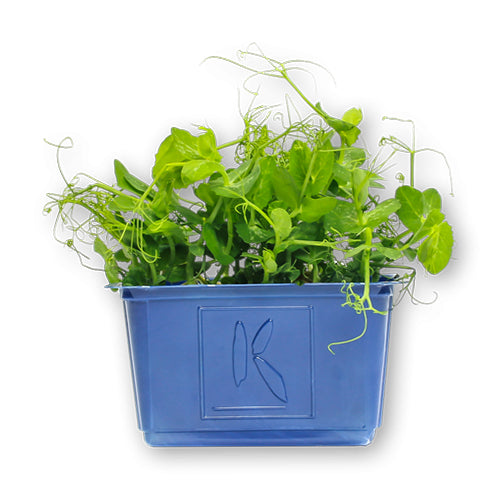 Wholesale Flavour Fields Affilla Cress Living Greens- Bulk