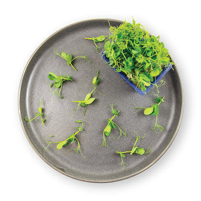 Wholesale Flavour Fields Affilla Cress Living Greens- Bulk