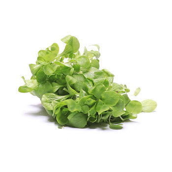Wholesale Lakeville Specialty Local Hydroponic Mache Greens- Bulk