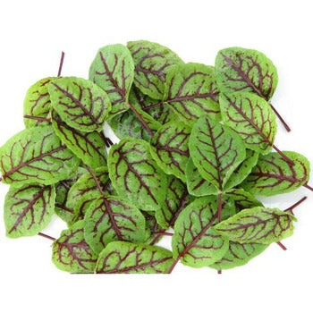 Wholesale Wainer Family Farm Fresh Lvg Red Vein Sorrel, Local- Bulk