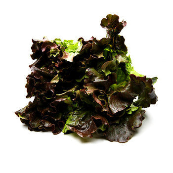 Wholesale Dix Farms Red Leaf Lettuce- Bulk