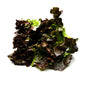 Wholesale Dix Farms Red Leaf Lettuce- Bulk